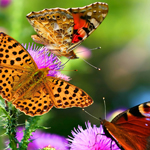 免费cc攻击测试